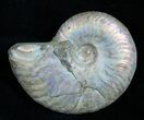 Inch Silver Iridescent Ammonite - Madagascar #1965-1